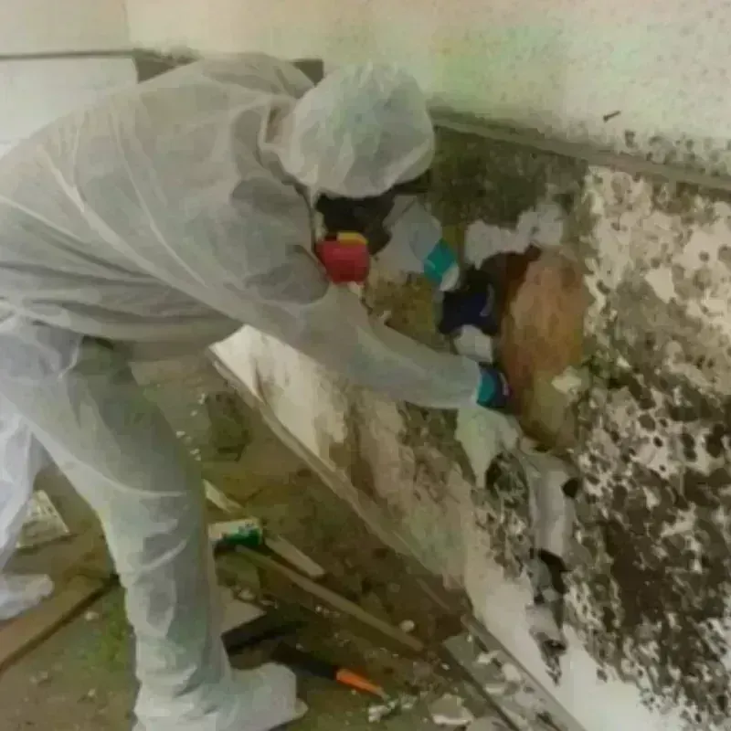 Mold Remediation and Removal in Honolulu, HI